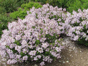 Low Growing Deals: Hebe Lavender Lace