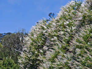 Dirt Cheap Deals: 25x Hebe Parviflora - $2.99 each