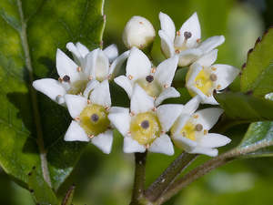 Dirt Cheap Deals: 5x Marble Leaf - $2.99 each
