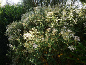 Dirt Cheap Deals: 5x Alpine Shrub Daisy - $2.99 each