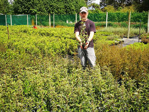 Dirt Cheap Deals: 5x Golden Ake Ake - $2.99 each