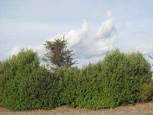 5x Corokia Yellow Wonder - $2.99 each