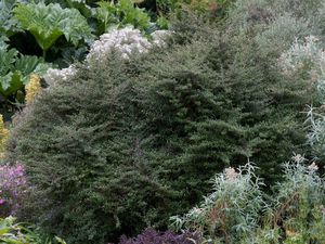 Fast Growing: Coprosma Black Cloud