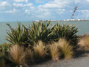 Fast Growing: 25x Harakeke - NZ Flax - $5.99 each