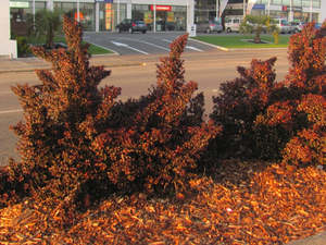 5x Coprosma Karo Red - $9.99 each