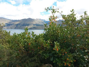 100x Coastal Coprosma - $2.99 each