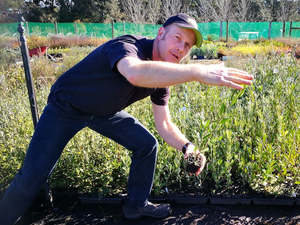 100x Corokia Macrocarpa - $2.99 each