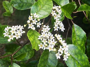 25x Marble Leaf - $2.99 each