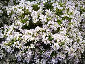 100x Hebe Brachysiphon - $2.99 each