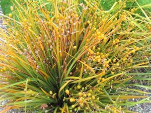 5x NZ Iris - $9.99 each