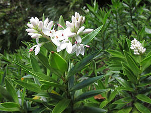 5x Hebe Subalpina - $5.99 each