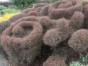 25x Shrubby tororaro - $9.99
