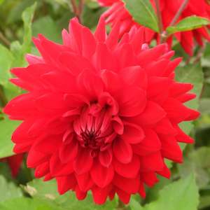 Red (unknown)
