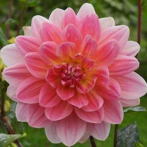 Dahlia Tubers: Twiggy