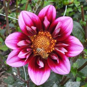 Dahlia Tubers: Liquid Desire