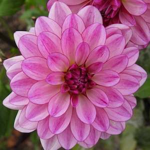 Dahlia Tubers: Seduction