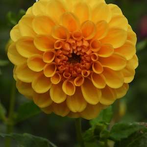 Dahlia Tubers: Golden Scepture