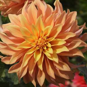 Dahlia Tubers: Tyrell