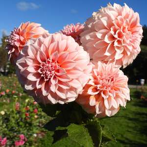 Dahlia Tubers: Peaches and Cream