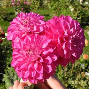 Dahlia Tubers: Meva