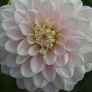Dahlia Tubers: Silver Years