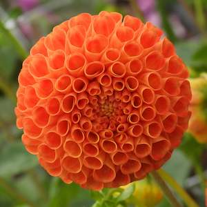 Dahlia Tubers: Bantling