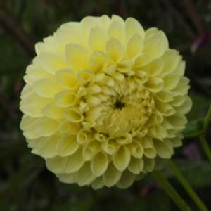 Dahlia Tubers: Little Scottie