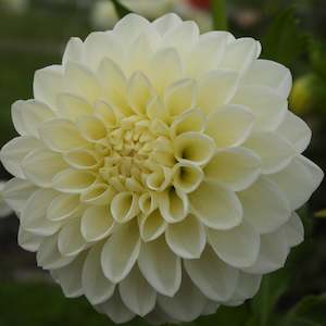 Dahlia Tubers: Ryecroft Jan