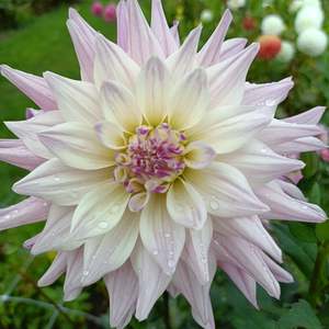 Dahlia Tubers: Labyrinth (Two Toned)