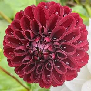 Dahlia Tubers: Rural Doc
