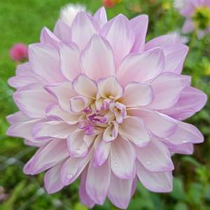 Dahlia Tubers: Mikayla Miranda