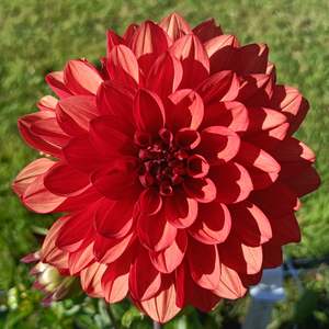 Dahlia Tubers: Missis Miley