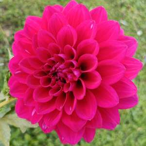 Dahlia Tubers: Cantaflora