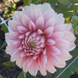 Dahlia Tubers: Strawberry Cream