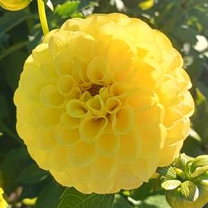 Dahlia Tubers: Britt