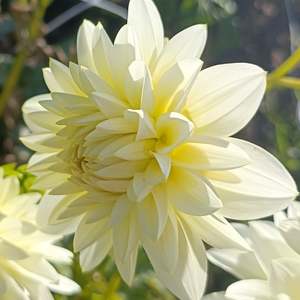 Dahlia Tubers: Karma Serena