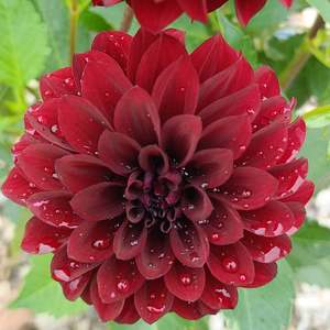 Dahlia Tubers: Shadow Cat