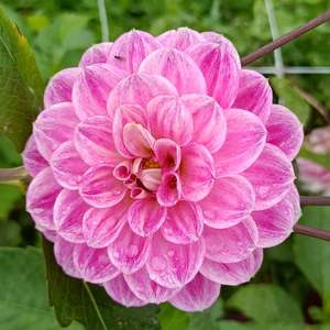 Dahlia Tubers: JC's Annie