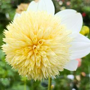 Dahlia Tubers: Platinum Blonde