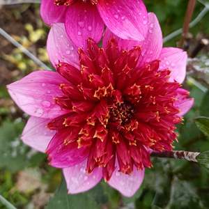 Dahlia Tubers: Phantom