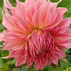 Dahlia Tubers: Penhill Watermelon