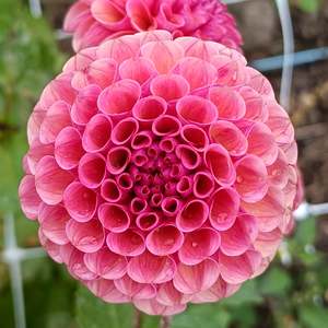 Dahlia Tubers: Kokopuff