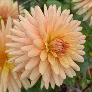 Dahlia Tubers: Embrace