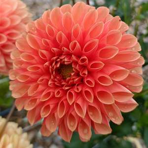 Dahlia Tubers: Jowey Linda
