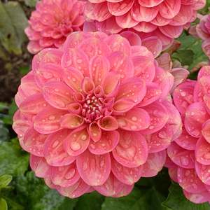 Dahlia Tubers: Milena F