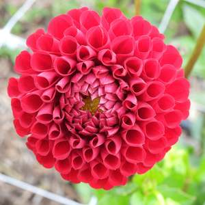 Dahlia Tubers: Cornel
