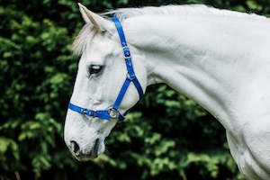 Horse Halters: FLAIR HEAVY DUTY NYLON WEB HALTER