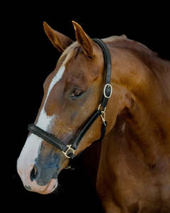 Halters Leads: PLATINUM LEATHER SHOW HALTER