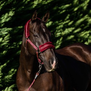 Halters Leads: FLAIR PLUSH FLEECE LINED HALTER