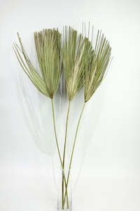Dried Flowers: Palms 3pcs (unit 2+ 18)
